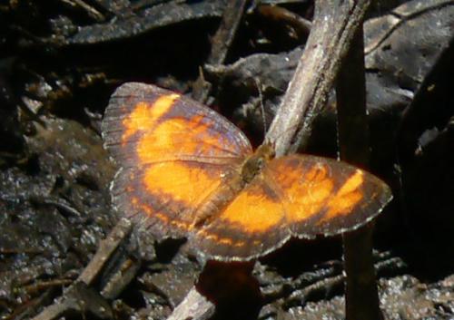 Ortilia liriope