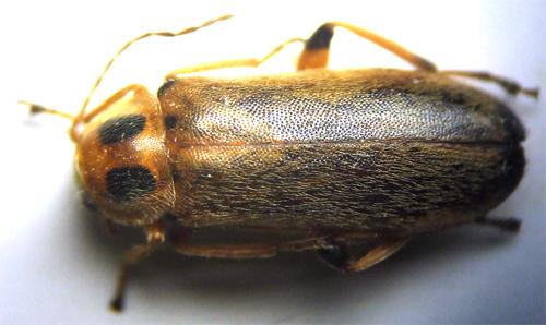 Réf. 29 680 : Osphya bipunctata