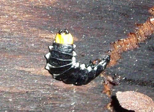 Réf. 29 623 : Lygistopterus sanguineus
