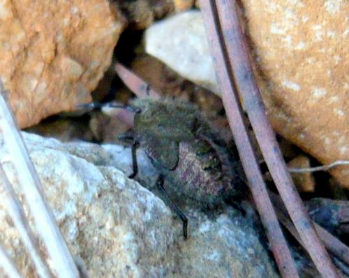 Réf. 29 312 : Dolycoris baccarum
