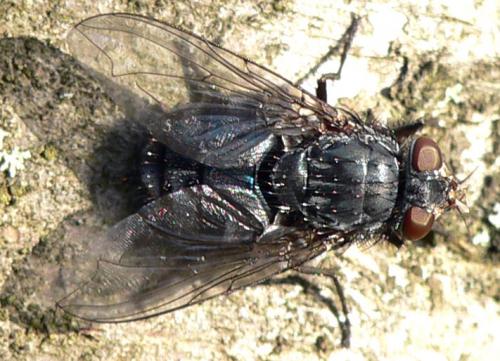 Réf. 29 503 : Calliphora sp.