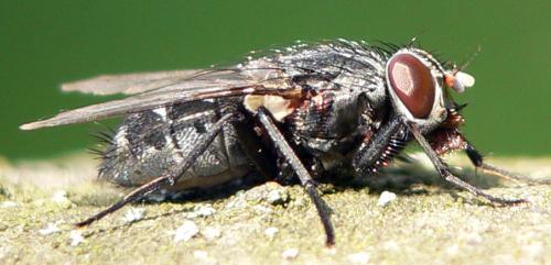 Muscina sp.