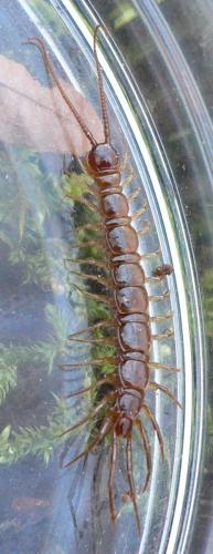 Réf. 29 214 : Lithobius sp.