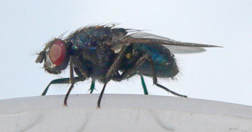 Réf. 29 004 : Eudasyphora cyanicolor