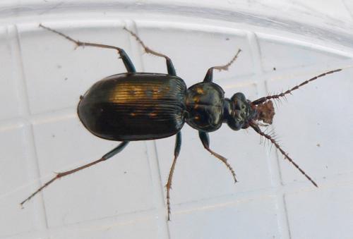 Loricera pilicornis