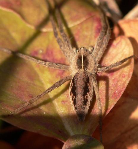 Pisaura mirabilis