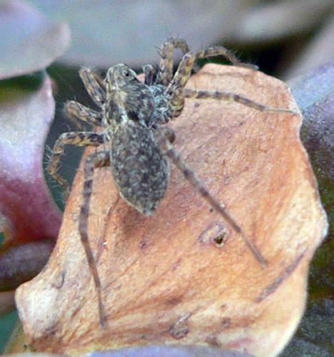 Réf. 29 070 : Pardosa sp.