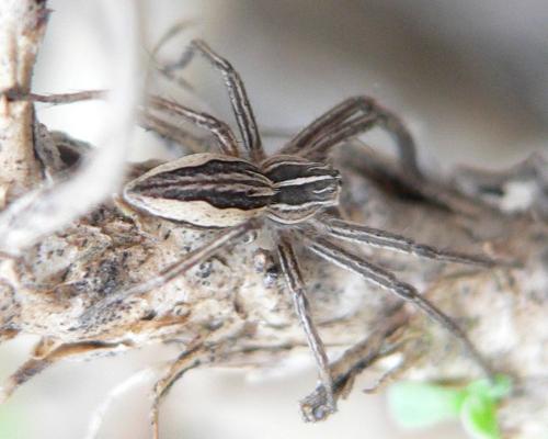 Pisaura mirabilis