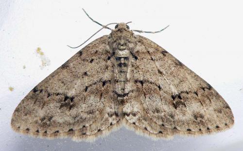 Ectropis crepuscularia