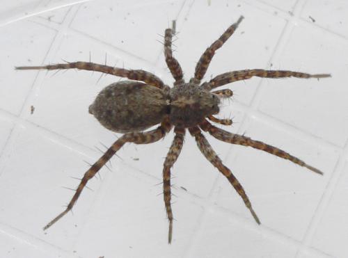 Pardosa sp.
