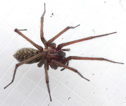 Tegenaria sp.