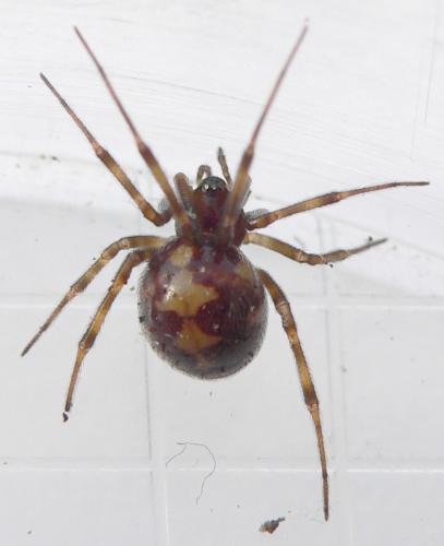 Réf. 29 682 : Steatoda triangulosa