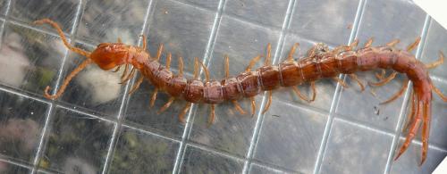 Réf. 29 610 : Cryptops sp.