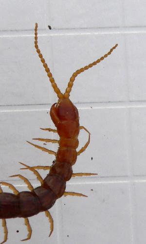 Réf. 29 611 : Cryptops sp.