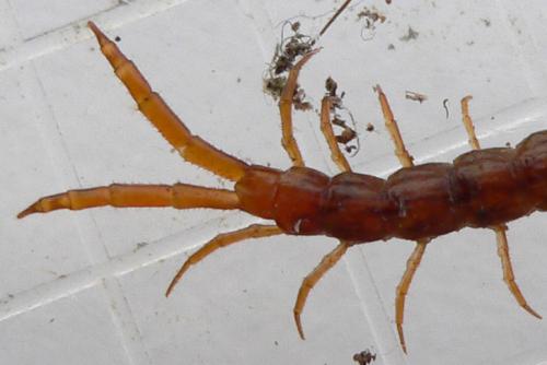 Réf. 29 612 : Cryptops sp.