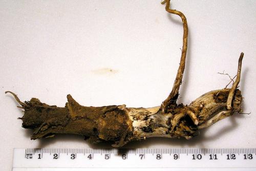 Agapanthia kirbyi