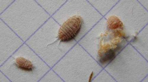 Réf. 29 052 : Pseudococcus sp.