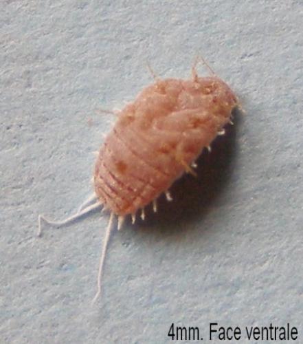 Réf. 29 051 : Pseudococcus sp.