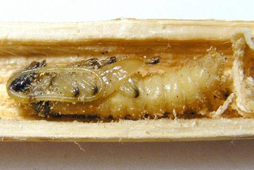 Réf. 29 319 : Agapanthia kirbyi