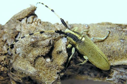 Réf. 29 321 : Agapanthia kirbyi