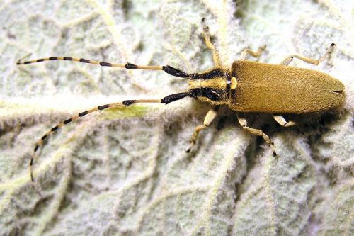 Réf. 29 491 : Agapanthia kirbyi