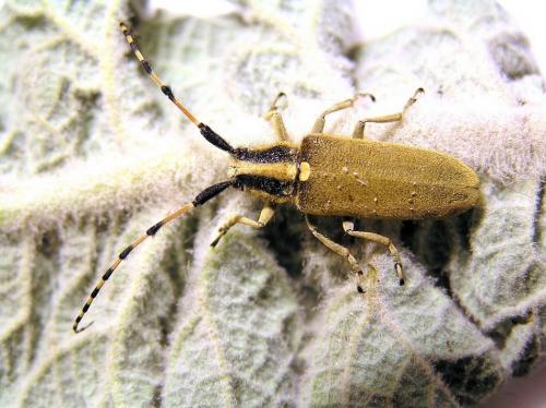 Réf. 29 500 : Agapanthia kirbyi