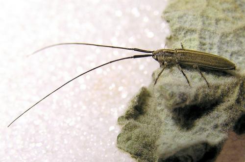 Réf. 29 488 : Calamobius filum