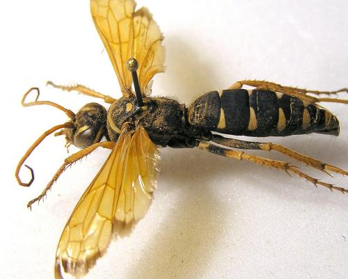 Batozonellus lacerticida