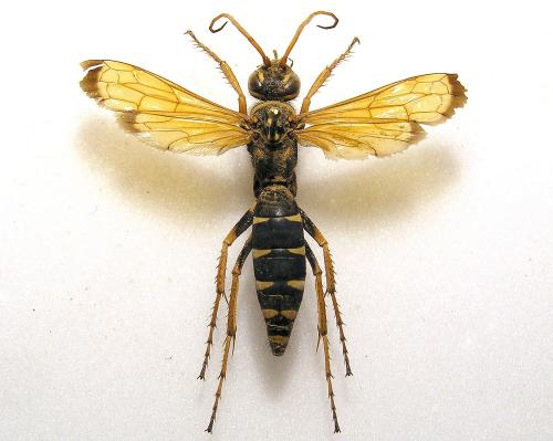 Réf. 29 805 : Batozonellus lacerticida