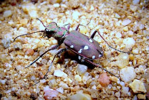 Réf. 29 342 : Cicindela maroccana pseudomaroccana