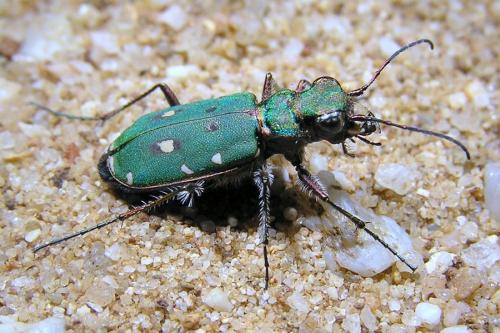 Réf. 29 366 : Cicindela maroccana pseudomaroccana