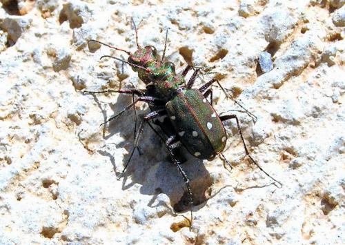 Réf. 29 377 : Cicindela maroccana pseudomaroccana