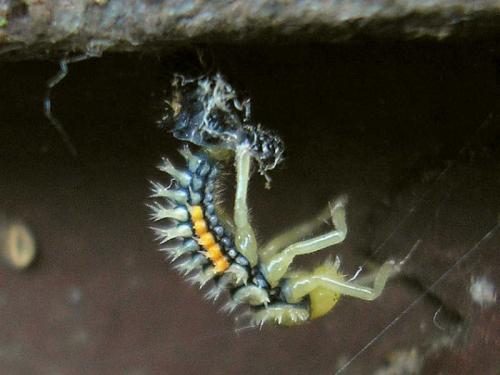 Harmonia axyridis