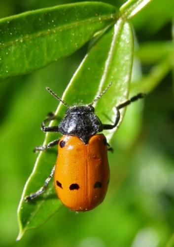 Réf. 29 916 : Lachnaia sp.