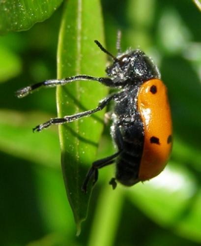 Lachnaia sp.