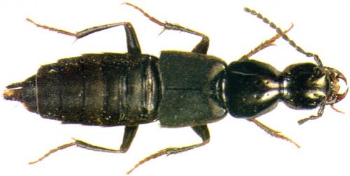 Réf. 29 666 : Philonthus sp.