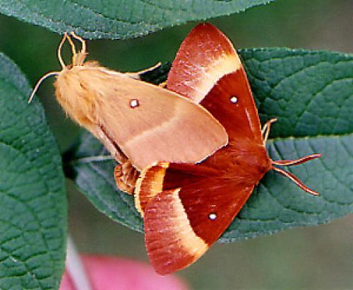 Lasiocampa quercus