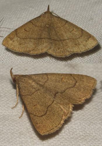 Paracolax tristalis