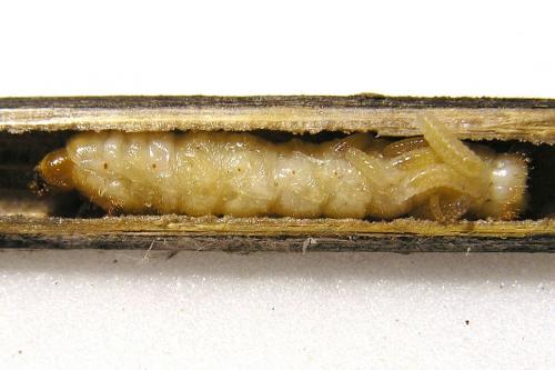 Réf. 29 171 : Agapanthia dahli