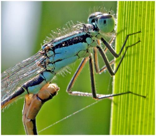 Ischnura elegans