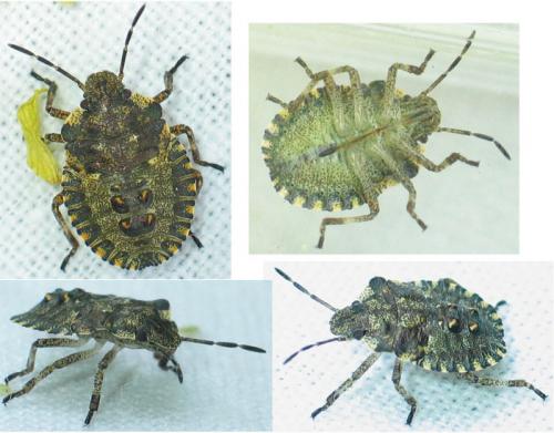 Pentatoma rufipes