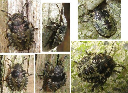 Pentatoma rufipes