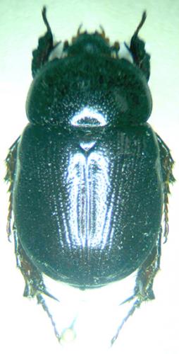 Réf. 29 640 : Pentodon algerinum
