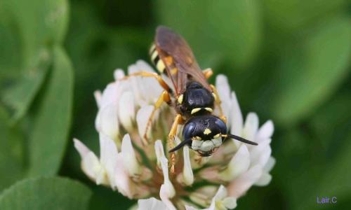 Philanthus coronatus