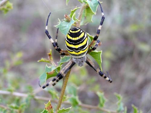 Réf. 29 517 : Argiope bruennichi