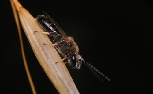 Lasioglossum sp.