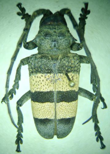 Réf. 29 923 : Phryneta aurocincta