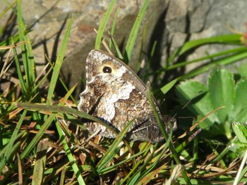Hipparchia sp.