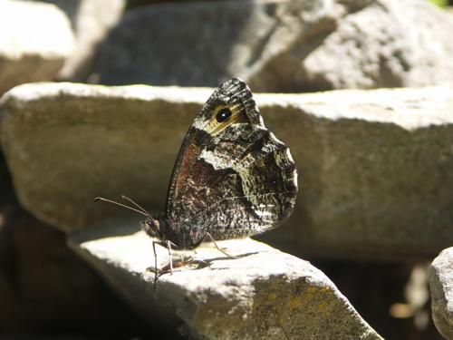 Hipparchia sp.
