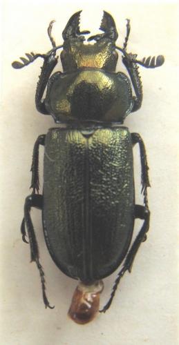 Platycerus spinifer